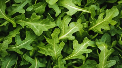 Obraz premium A close-up image of fresh, green arugula leaves with a vibrant texture.