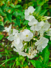 Pristine White Phlox Flowers in Bloom