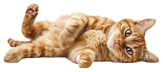 PNG Playful orange tabby cat relaxing