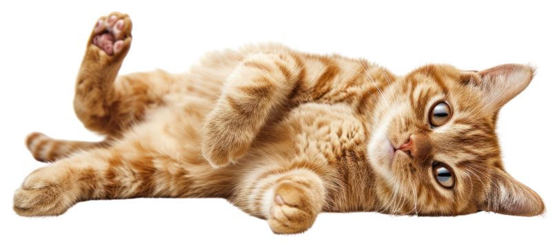 PNG Playful orange tabby cat relaxing