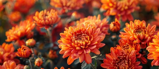 Beautiful Orange Big Chrysanthemums In Autumn Garden