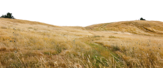 PNG Golden grassy rolling hills
