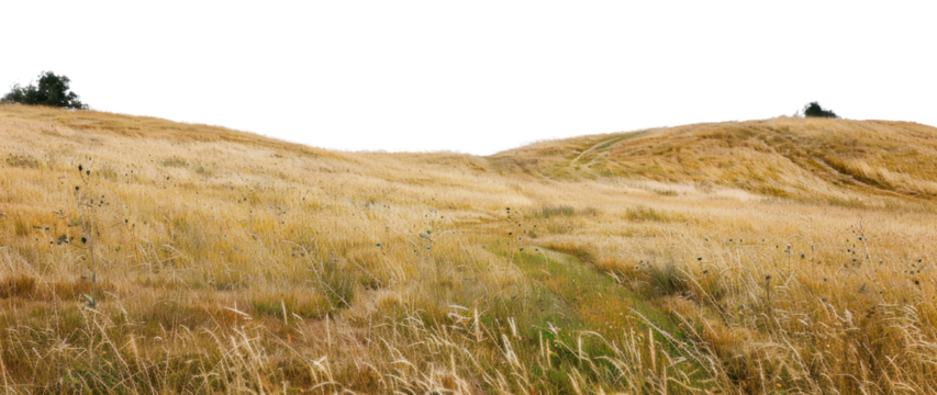 PNG Golden grassy rolling hills