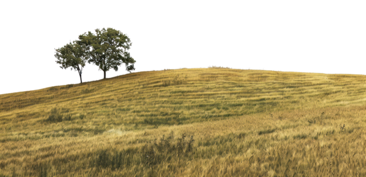 PNG Two trees on golden hill