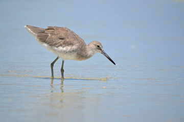 A series of photos showing a willet, large sandpiper, foraging for giant sand fleas at the oceans edge in Ponce Inlet Beach, Florida successfully scoring one in the end.   