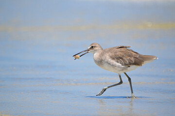 A series of photos showing a willet, large sandpiper, foraging for giant sand fleas at the oceans edge in Ponce Inlet Beach, Florida successfully scoring one in the end.   