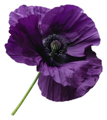 PNG Vibrant purple poppy flower isolated