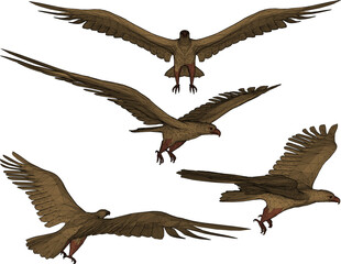 Vector sketch illustration silhouette design of an eagle animal image flying with wide wings looking for prey 