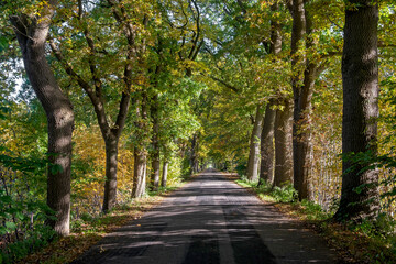 Eichenallee im Herbst