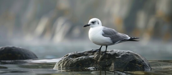 Black Legged Kittiwakelatin Name Rissa Tridactyla
