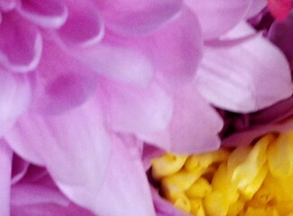 close up of pink flower