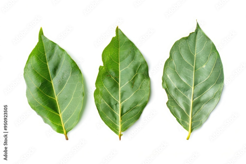 Poster close-up of various leaf shapes and colors on a white background