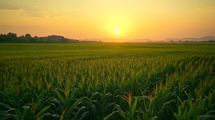 Lush green cornfield in an Asian country, embraced by sunset light, symbolizing a rich harvest season.