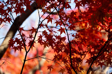 Close-Up of Red Maple Leaves Against Autumn Light
