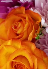 pink and yellow roses