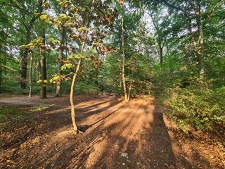 Spaziergang durch den wunderschönen Plänterwald in Berlin Treptow/Köpenick während des...
