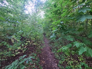 Naturpfad im Plänterwald - Berlin Treptow/Köpenick