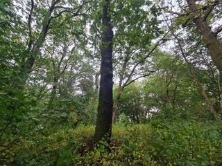 Fototapeta premium Baumlandschaft im Plänterwald in Berlin Treptow/Köpenick