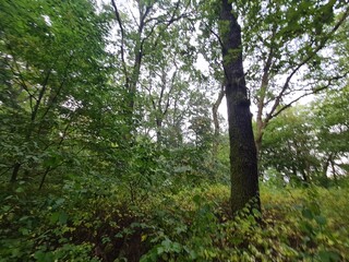 Obraz premium Baumlandschaft im Plänterwald in Berlin Treptow/Köpenick