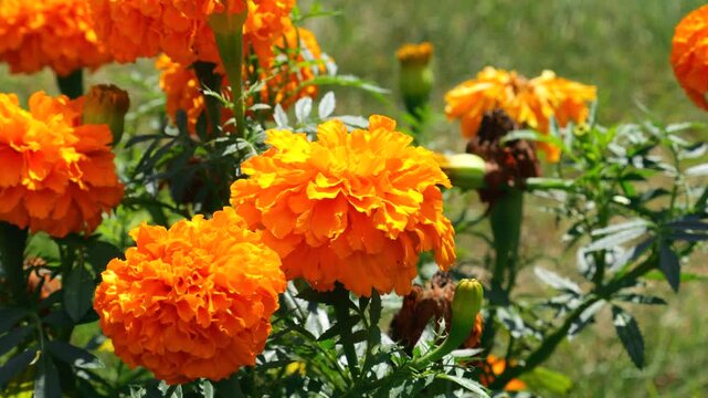 Bright large orange marigolds flowers in a summer garden. Tagetes.