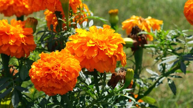Bright large orange marigolds flowers in a summer garden. Tagetes.