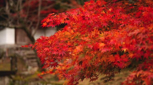 Autumn Leaves Japanese maple at the Philosopher's Path in Kyoto