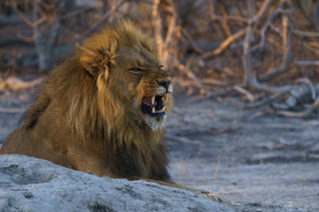 Naklejka premium Male lion roar head shot in the kalahari desert, Botswana