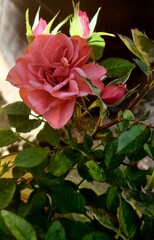 pink roses in garden