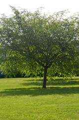 Tree in the Park During Morning – Serene Landscape with Grass and Lawn, Tranquil Outdoor Scene, Nature Photography, Peaceful Morning Light