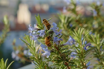 Fototapeta premium Blossoming rosemary on Vienna terrace with bee