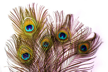 Peacock feather with copy-space, Peacock plume close-up