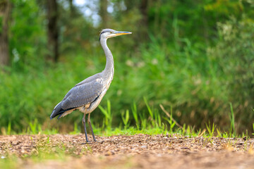 Grey heron, Ardea cinerea, hunting in a forest
