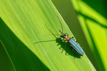Fototapeta premium Oedemera croceicollis beetle resting in sunlight on a green leaf.