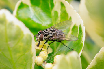 Closeup of a graphomya maculata, housefly resting