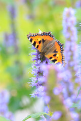 Obraz premium Aglais urticae small tortoiseshell butterfly isolated by nature