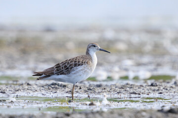 Ruff, Calidris pugnax, wading bird foraging in wetlands