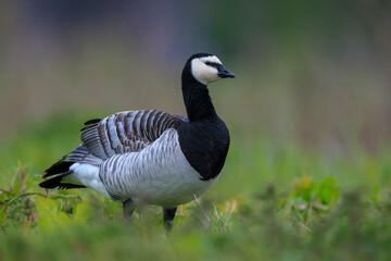 Closeup of a barnacle goose Branta leucopsis in a meadow