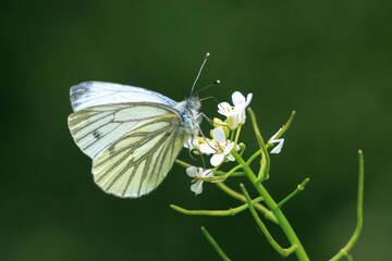 Green-veined white butterfly, Pieris napi,  resting in a meadow