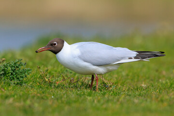 Black-headed gull, Chroicocephalus ridibundus, foraging in grass