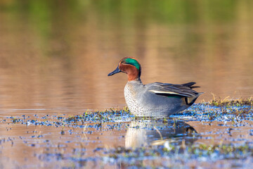 Swimming male eurasian teal, anas crecca, duck portrait