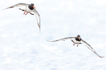 Eurasian oystercatcher, Haematopus ostralegus, in flight