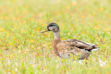 A female mallard dabling duck, Anas platyrhynchos, standing in grass,