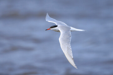 Obraz premium Common Tern, Sterna hirundo, hunting