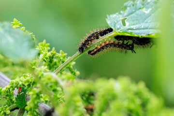The map butterfly caterpillar, araschnia levana, close-up
