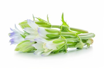 Brussels Chicory on white background no reflection
