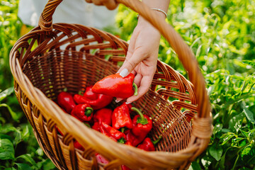 Young caucasian woman harvesting peppers in home garden with basket