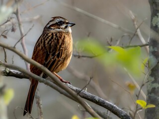森の中で枝に留まって周りを見渡しているホオジロの美しい羽の模様