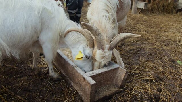 Medium shot of two horned beige male goats greedily chewing on grain from trough, while feeding in yard of family farm, legs of male worker with bucket in background