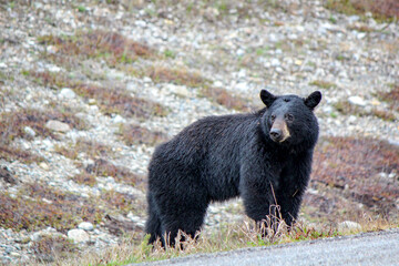 Black bear in the Canadian rockies 