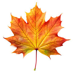 Obraz premium maple autumn leaf with pronounced lines isolated on white background as transparent. PNG